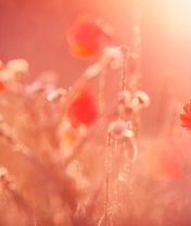 Image: Poppy, red, flowers, macro, blurred background
