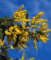 Картинка: Мимоза, жёлтая, веточка, март, синий фон