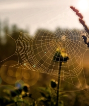 Image: Nature, field, grass, web