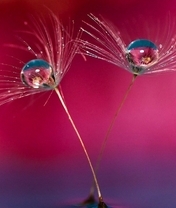 Image: Fluff from dandelion, seed, drop, dew, macro