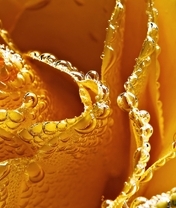Image: Rose, yellow, drops, moisture, macro