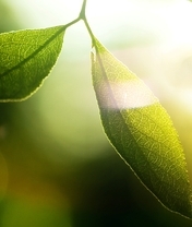 Картинка: Листья, стебли, зелёные, свет