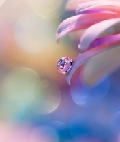 Картинка: Капля, вода, отражение, роса, цветок, блики, цвета