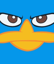 Image: Face, platypus, angry look, blue background