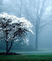 Image: Tree, forest, fog, road, trees, nature