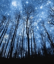 Картинка: Деревья, ствол, ветки, небо, сияние, мерцание, звёзды