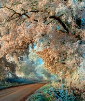 Картинка: Дерево, ветка, иней, заморозки, дорога, трава, небо