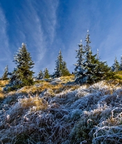 Картинка: Ёлки, деревья, трава, иней, холодно, замёрзла, зелень, небо