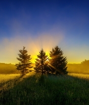 Картинка: Лето, ёлочки, три, хвоя, лес, трава, поле, горизонт, вечер, закат, тень