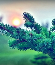 Image: Herringbone, spruce, pine, needles, twigs, sun, web
