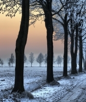 Image: nature, winter, trees, road, sunset, sun, forest
