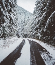 Image: Winter, forest, road, footprints, snow, landscape, nature, trees