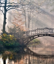 Image: forest, water, fog
