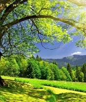 Image: Trees, branches, forest, leaves, grass, mountains, sky, clouds, light, rays, sun, shadow, track