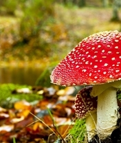 Image: Mushroom, Fly Agaric, moss, leaves