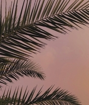 Картинка: Листья, пальма, фон