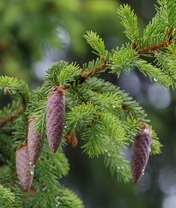 Image: Branch, cones, needles, green, drops