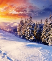 Картинка: Зима, снег, лес, хвоя, горы, небо, солнце, лучи, следы