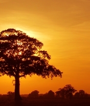 Image: nature, sunset, tree, sky