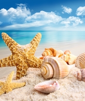 Картинка: Море, песок, отдых, морская звезда, ракушки, небо
