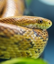 Картинка: Змея, рептилия, чешуя, голова, глаз, боке
