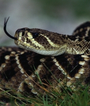 Картинка: Гремучая змея, гадюка, язык, шипение, чешуйки