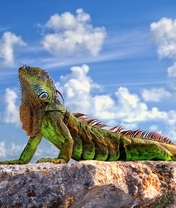 Image: Iguana, reptile, green, legs, body, head, eyes, scales, stone, sky, clouds