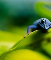 Картинка: Ящерица, пресмыкающийся, голубой геккон, листья, смотрит