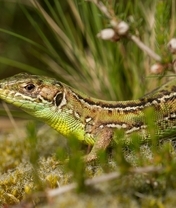 Image: Lizard, green, grass, looks