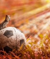 Картинка: Ящерица, мяч, трава, свет, лучи