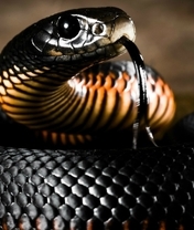 Картинка: Чёрная мамба, змея, язык, глаз, брюхо