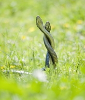 Картинка: Сплелись, змеи, две, трава
