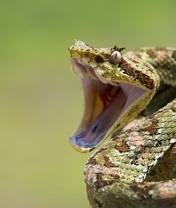 Картинка: Змея, пасть, шипит, шкура, чешуя, глаз