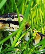 Image: Snake, reptile, grass, green