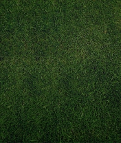 Картинка: Поле, газон, трава, зелёная