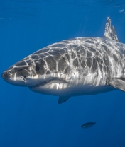 Image: Shark, fish, predator, fin, nose, light