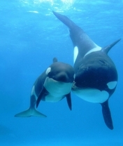 Image: Orca, mother, cub, sea, depth