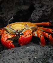 Image: Crab, eyes, claws, stone
