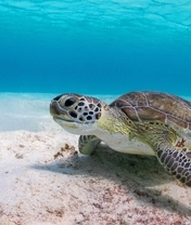 Image: Turtle, carapace, seabed