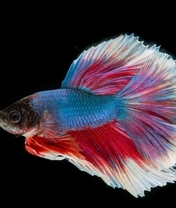 Image: Fish, color, fins, black background