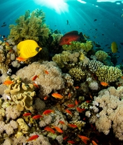 Картинка: Под водой, рыбы, кораллы, риф, поверхность, лучи