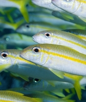 Image: Fish, stripe, yellow, shoal, flock