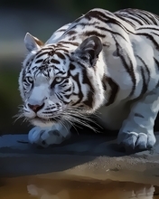 Image: White tiger, albino, predator, stripes, water