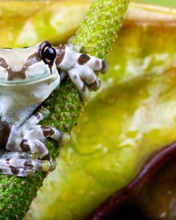 Image: Frog, tree frog, harlequin, amphibian, stem, plant