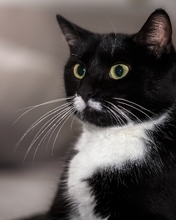 Картинка: Кот, кошка, чёрная, белая, морда, усы, глаза, взгляд