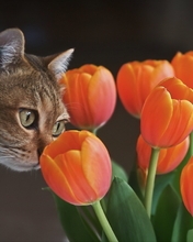 Картинка: Кошка, морда, нюхает, тюльпаны, букет, цветы