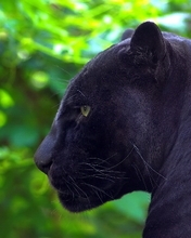 Картинка: Чёрная, пантера, хищник, профиль