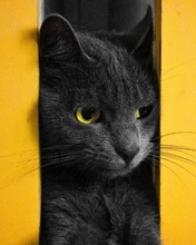 Image: Cat, black, eyes, mustache, between, yellow wall, gap