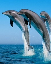 Картинка: животное, стая, дельфины