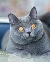 Картинка: Британская, короткошёрстная, порода, кошка, морда, глаза, жёлтые, диван